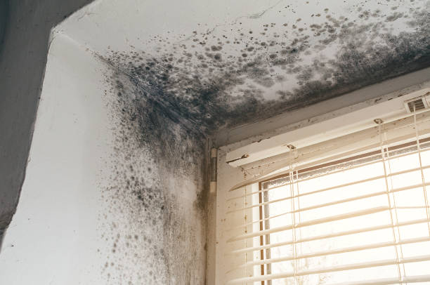 Affordable Basement Mold Removal solutions in Jessup, PA