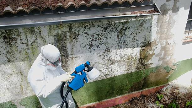 Top rated local Basement Mold Removal specialists in Jessup, PA